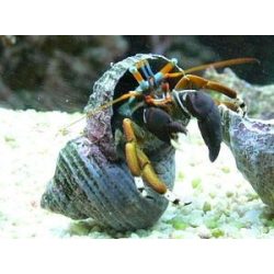 Calcinus leavimanus (Kékszemű remeterák)