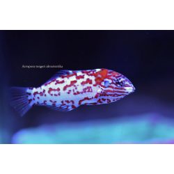 Macropharyngodon choati