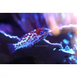 Macropharyngodon choati (Choati ajakoshal)