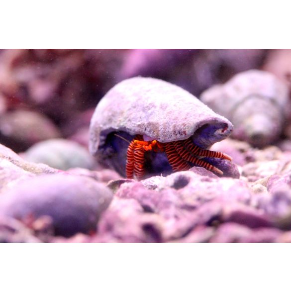 Ciliopagurus strigatus (narancslábú remeterák)