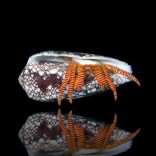 Ciliopagurus strigatus (Narancslábú remeterák)