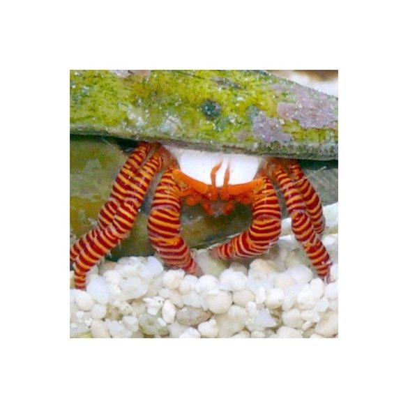 Ciliopagurus strigatus (Narancslábú remeterák)