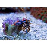 Clibanarius tricolor (Háromszínű törpe remeterák)