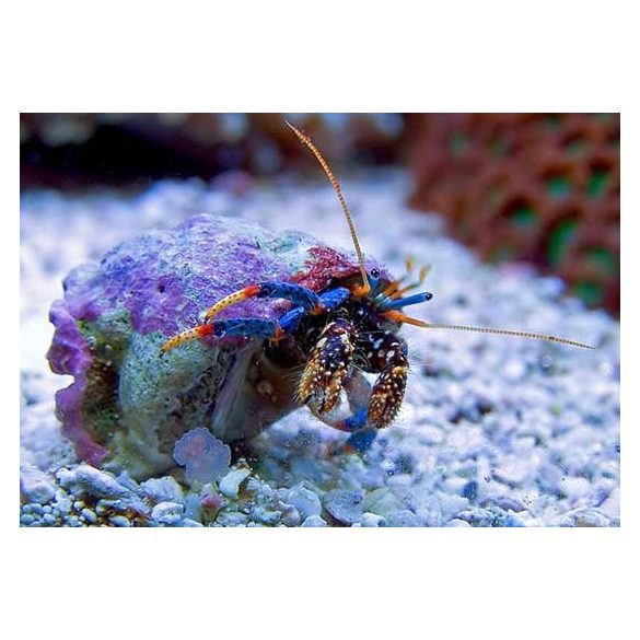 Clibanarius tricolor (Háromszínű törpe remeterák)