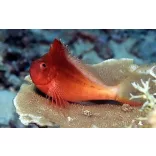 Cyprinocirrhites polyactis (Fecskefarkú korallcsősz)