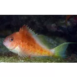 Cyprinocirrhites polyactis (Fecskefarkú korallcsősz)