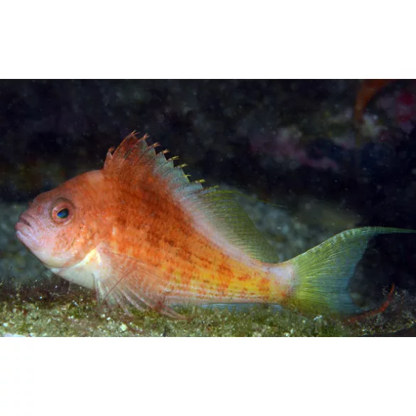 Cyprinocirrhites polyactis (Fecskefarkú korallcsősz)