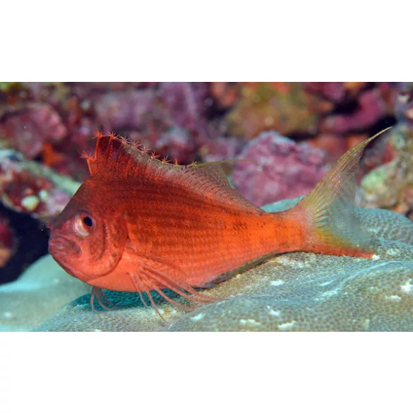 Cyprinocirrhites polyactis (Fecskefarkú korallcsősz)