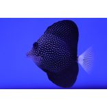 Zebrasoma gemmatum (Gyémánt doktorhal)