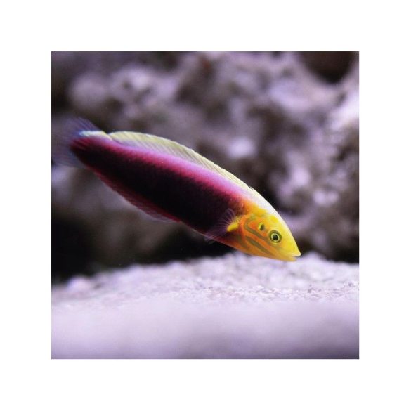 Halichoeres iridis (ajakoshal)