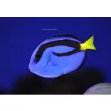Paracanthurus hepatus (S) (Palettás doktorhal)