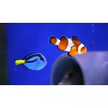 Paracanthurus hepatus (S) (Palettás doktorhal)