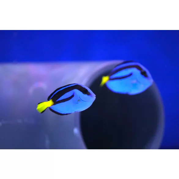 Paracanthurus hepatus (S) (Palettás doktorhal)