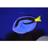 Paracanthurus hepatus (S) (Palettás doktorhal)