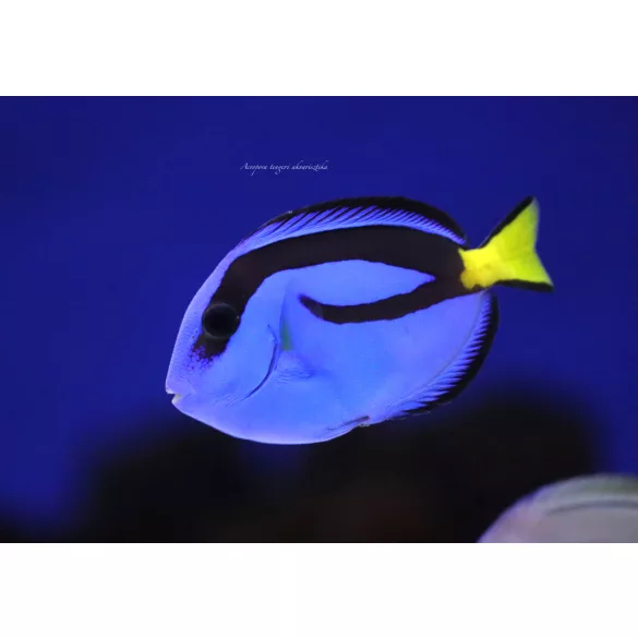 Paracanthurus hepatus (S) (Palettás doktorhal)