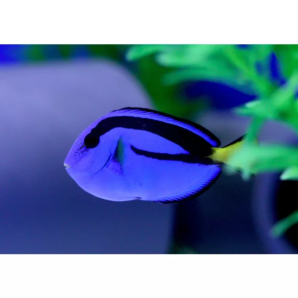 Paracanthurus hepatus (S) (Palettás doktorhal)