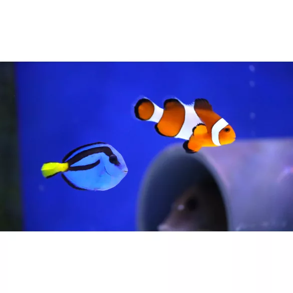 Paracanthurus hepatus (M) (Palettás doktorhal)