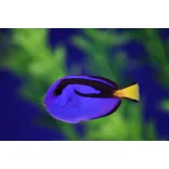 Paracanthurus hepatus (M) (Palettás doktorhal)