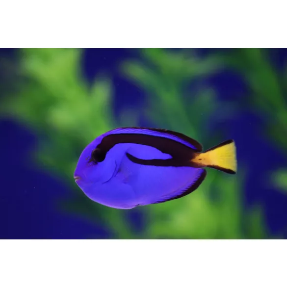 Paracanthurus hepatus (M) (Palettás doktorhal)
