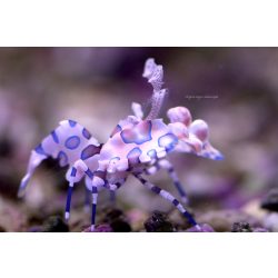 Hymenocera elegans / picta -  Harlequin granéla