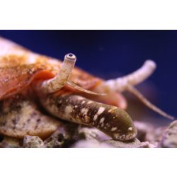 Conomurex luhuanus (Epercsiga, Ormányos csiga)