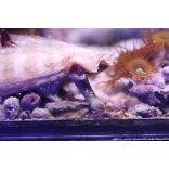 Conomurex luhuanus (Epercsiga, Ormányos csiga)