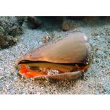 Conomurex luhuanus (Epercsiga, Ormányos csiga)