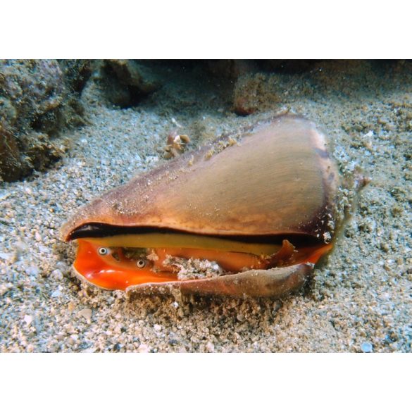 Conomurex luhuanus (Epercsiga, Ormányos csiga)