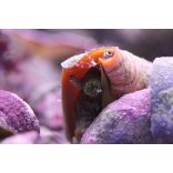 Conomurex luhuanus (Epercsiga, Ormányos csiga)