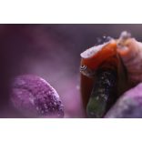 Conomurex luhuanus (Epercsiga, Ormányos csiga)