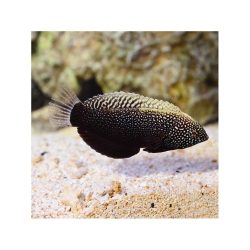 Macropharyngodon negrosensis - Fekete Leopard ajakos