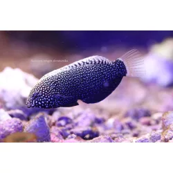   Macropharyngodon negrosensis (Fekete Leopard / sárgapettyes ajakos)