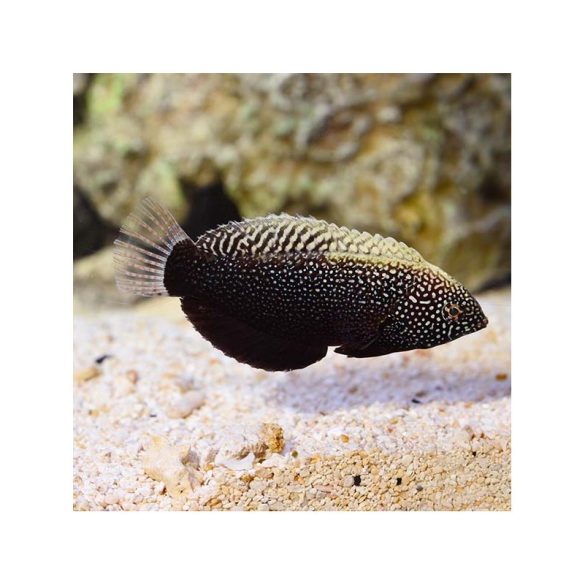 Macropharyngodon Negrosensis - Fekete Leopard Wrasse