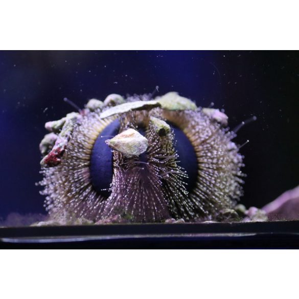 Mespilia globulus (Tengeri sün)