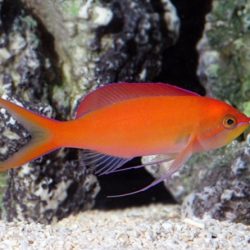   Mirolabrichthys dispar / ignitis (Nemanthias dispar) - Barack anthias