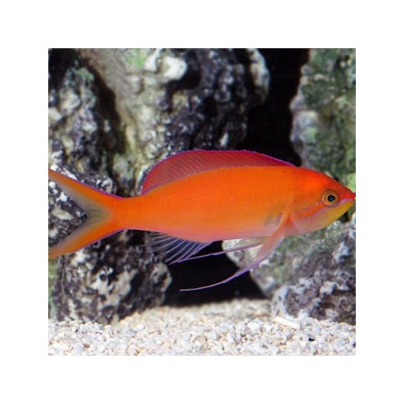 Mirolabrichthys dispar / ignitis (Nemanthias dispar) - Barack anthias