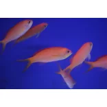 Mirolabrichthys dispar / ignitis (Nemanthias dispar) - Barack anthias