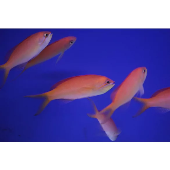 Mirolabrichthys dispar / ignitis (Nemanthias dispar) - Barack anthias