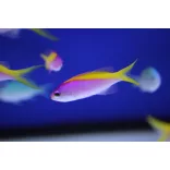 Mirolabrichthys evansi (Sárgahátú anthias)