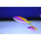 Mirolabrichthys evansi (Sárgahátú anthias)