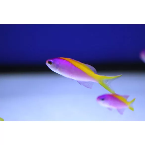 Mirolabrichthys evansi (Sárgahátú anthias)