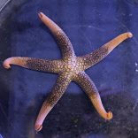 Nardoa novaecaledoniae - tengeri csillag 