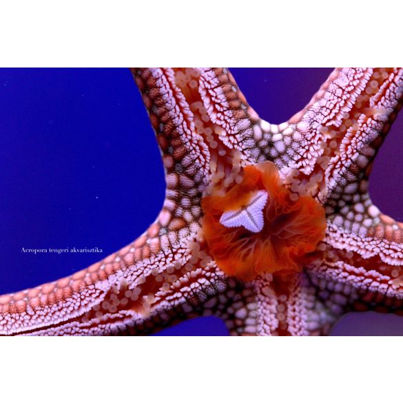 Nardoa novaecaledoniae - tengeri csillag 