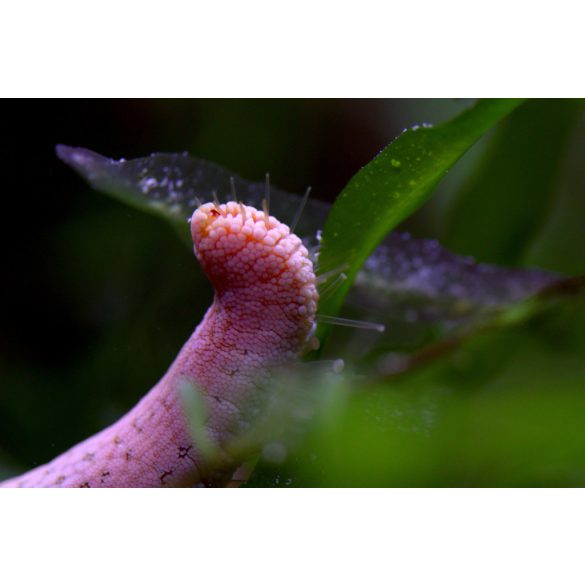 Nardoa novaecaledoniae - tengeri csillag 