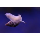 Nassarius vibex (Talajforgató csiga)