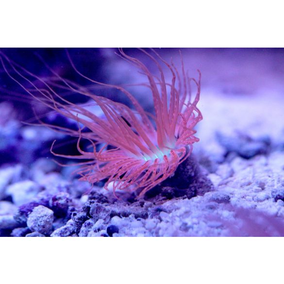 Pachycerianthus spec. med orange