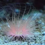 Pachycerianthus spec. med orange