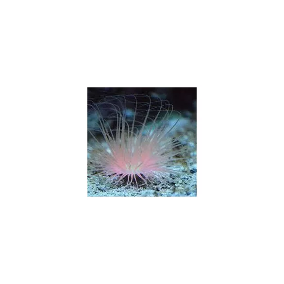 Pachycerianthus spec. med orange