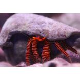 Paguristes cadenati (Piroslábú remeterák)