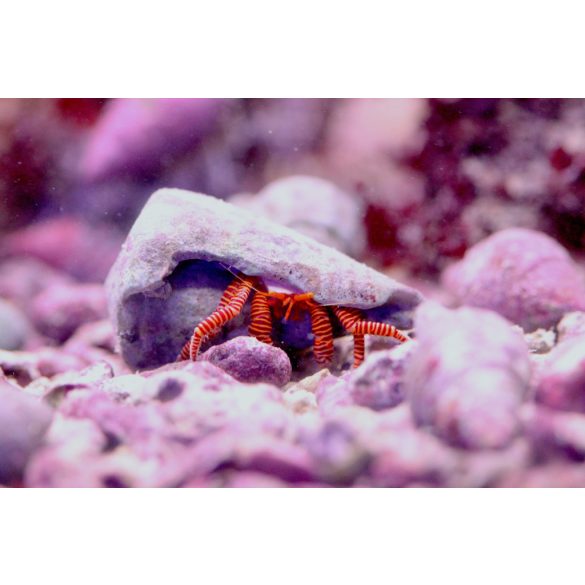 Paguristes cadenati (Piroslábú remeterák)